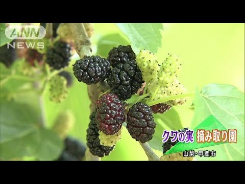 クワの実の観光摘み取り園がオープン　山梨・甲斐市(19/06/01)