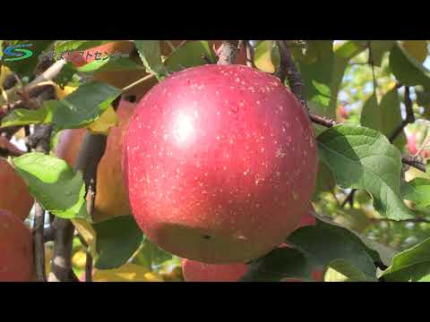 富山でもリンゴ作ってます！「ふじ」の収穫が本格化（2020/11/16放送）