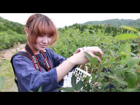 厚真町でハスカップ収穫体験！@北海道厚真町 Atsuma Haskap farm, Hokkaido