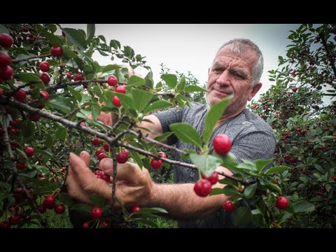 Supporting Serbia's Sour Cherry Production