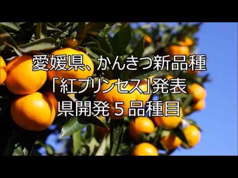 【農業ニュース】愛媛県、かんきつ新品種「紅プリンセス」発表　県開発５品種目