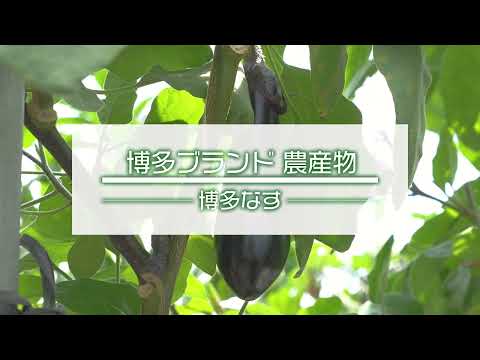 【福岡県・食育動画】博多なす