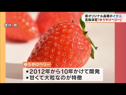 甘くて大きい「ゆうやけベリー」福島県オリジナル品種のイチゴ名称決定
