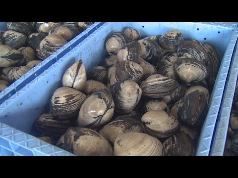 夏のホッキ漁盛ん　水揚げ量全国一の苫小牧【HTBニュース】