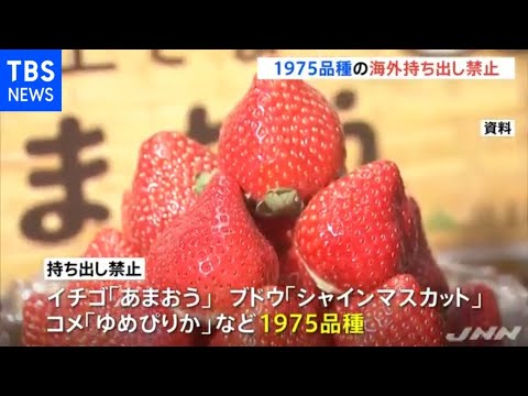 あまおうなどブランド品種１９７５種不正な海外持ち出し禁止に