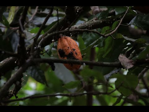 María Gómez | Productora de cacao de Patanemo | Producto que opta por una IGP