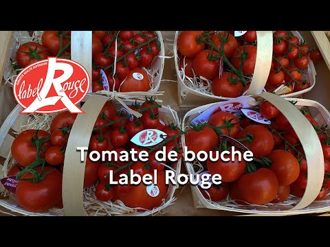 La « Tomate de bouche » obtient le Label Rouge