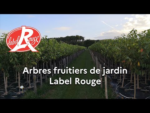 Les &quot;arbres fruitiers de jardin&quot; reconnus en Label Rouge