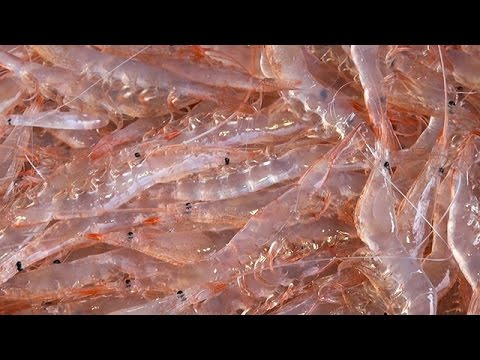 「富山湾の宝石」シロエビ漁解禁