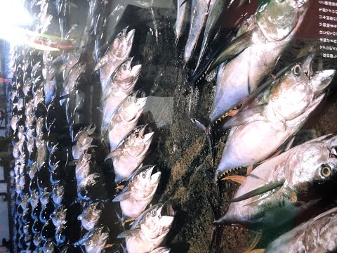 マグロ朝市 和歌山県那智勝浦町Tuna Morning Market in NachiKatsuura