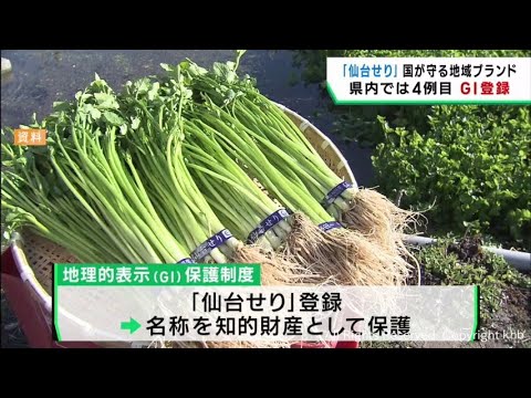 仙台せり　国が地域ブランドとして保護する地理的表示＝ＧＩに登録