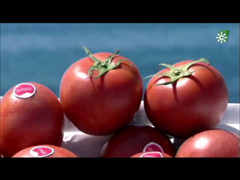 Tomate Amela de Carchuna, Granada