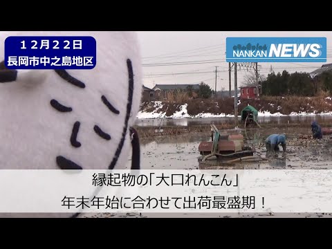 【なんかんニュース】2021 12 22　大口れんこん出荷最盛期