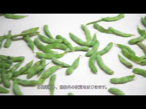 24時間ぶっ通しで収穫！旬のおいしさをギュッと詰め込んだ北海道の枝豆づくりは大変だ！！　中札内村農協