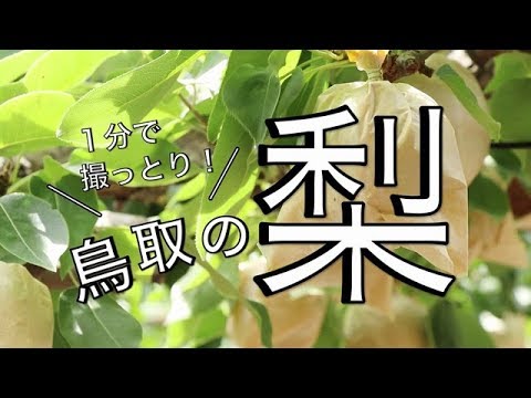 １分で撮っとり！鳥取の梨