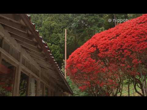 【4K】深紅の花が咲き誇るキリシマツツジ：石川・奥能登 | nippon.com