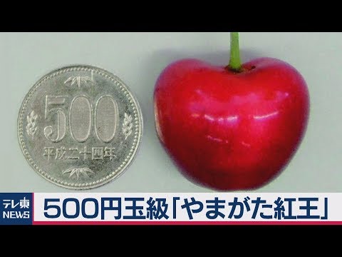 500円玉級さくらんぼ「やまがた紅王」発表！青森「ジュノハート」と対決