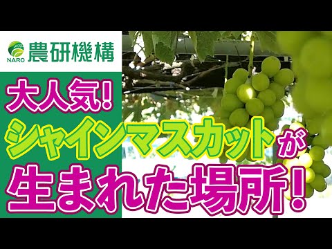 シャインマスカットの生誕地　～農研機構 果樹茶業研究部門 安芸津ブドウ・カキ研究拠点～