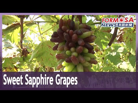 Farmers start planting hardy Sweet Sapphire grapes after rain damages grape crops