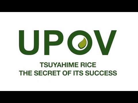 (Japan) Tsuyahime Rice