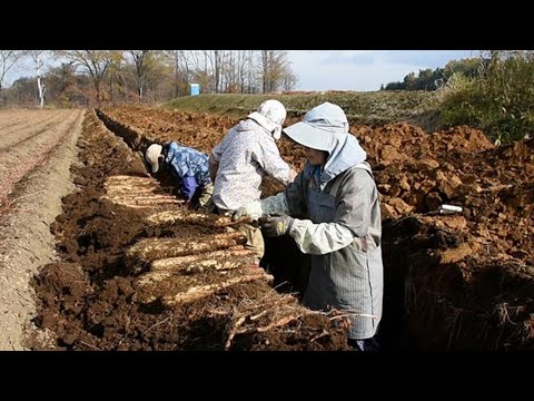 十勝川西長いもの収穫スタート 収量平年並み品質良好